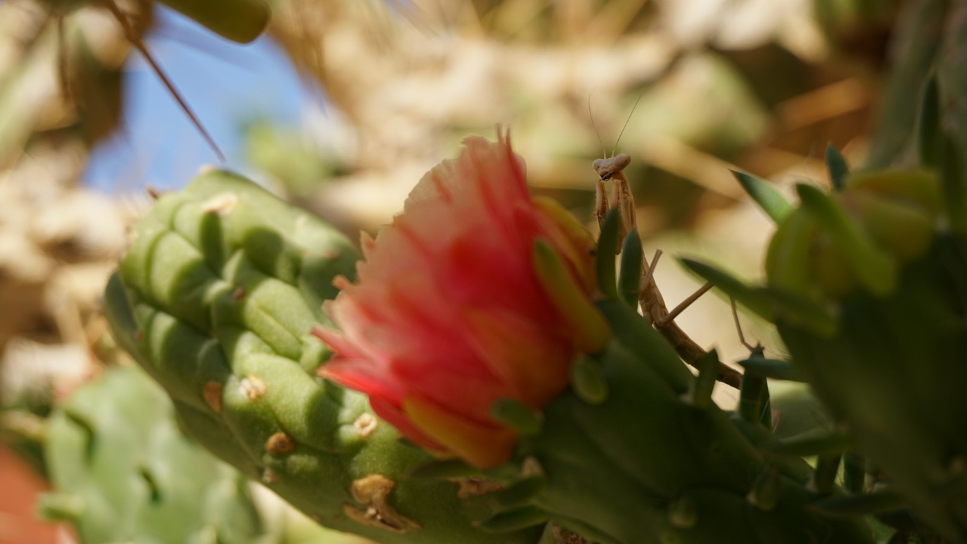 A cactus flower with a mantis