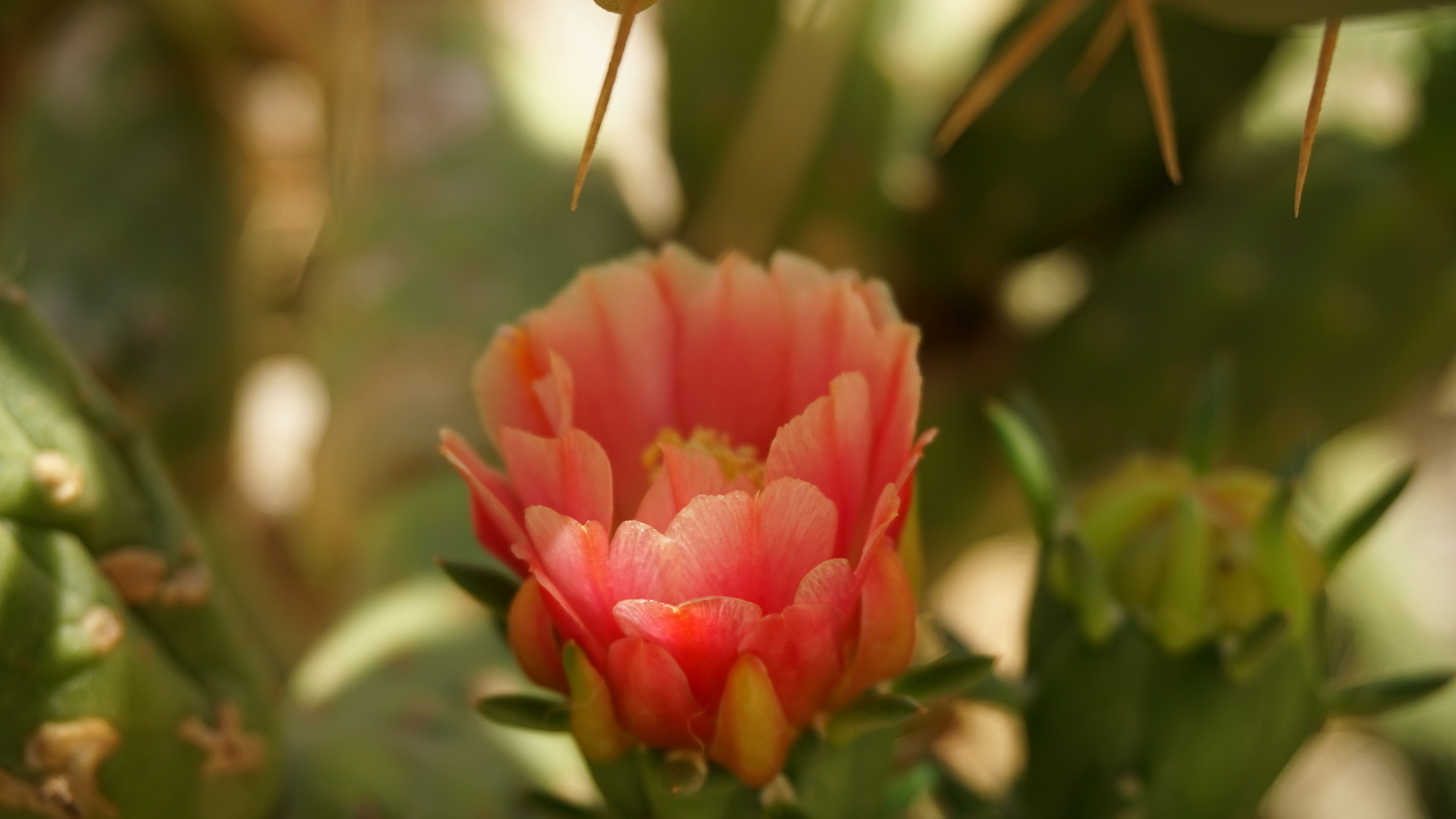 A cactus flower