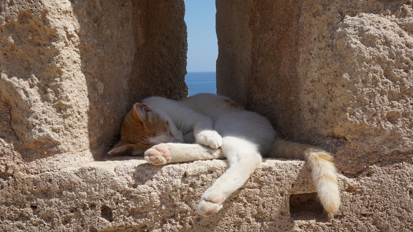 Sleeping cat
