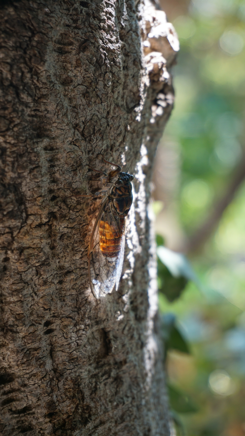 A cicada
