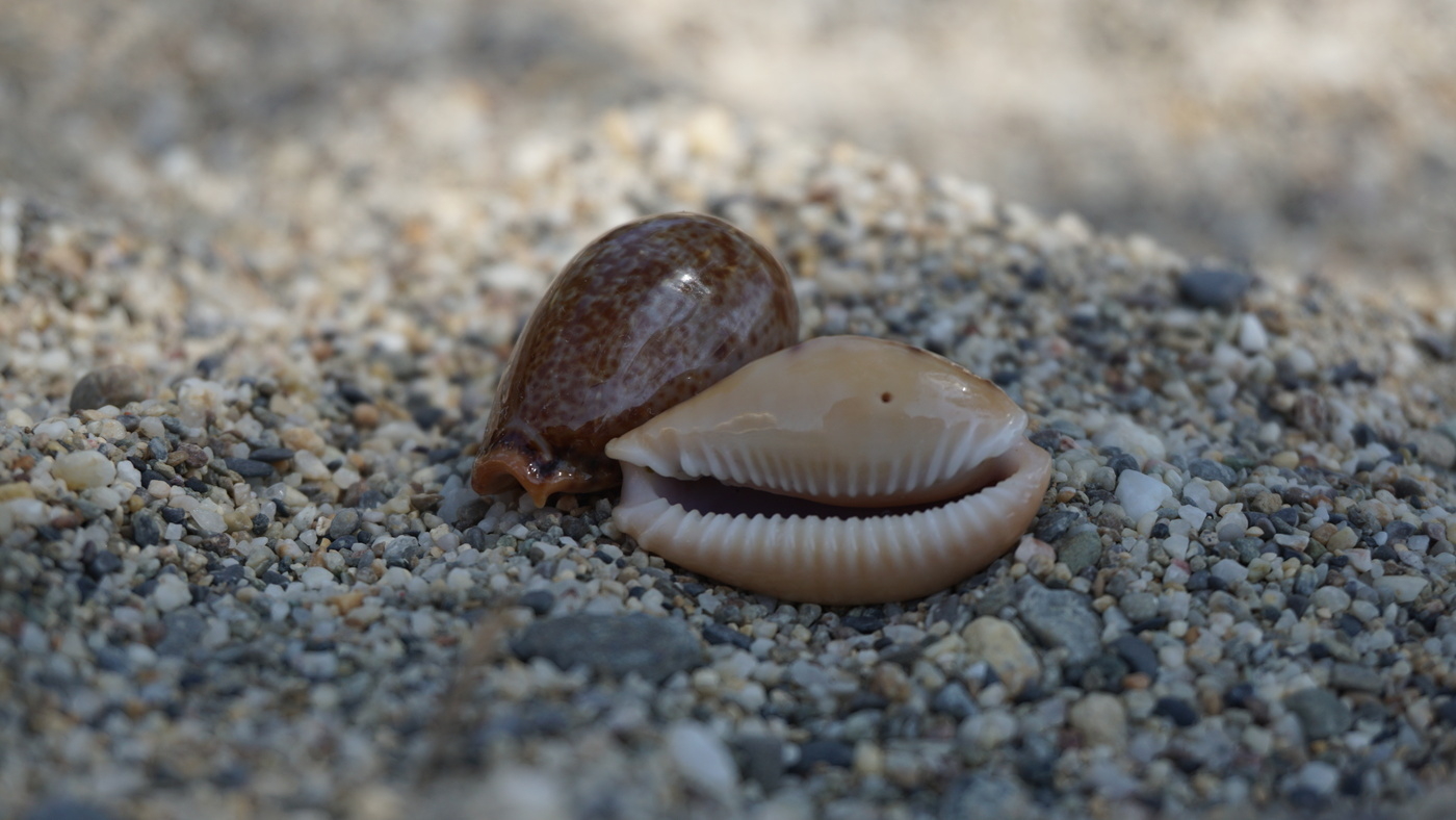 Cowrie shells