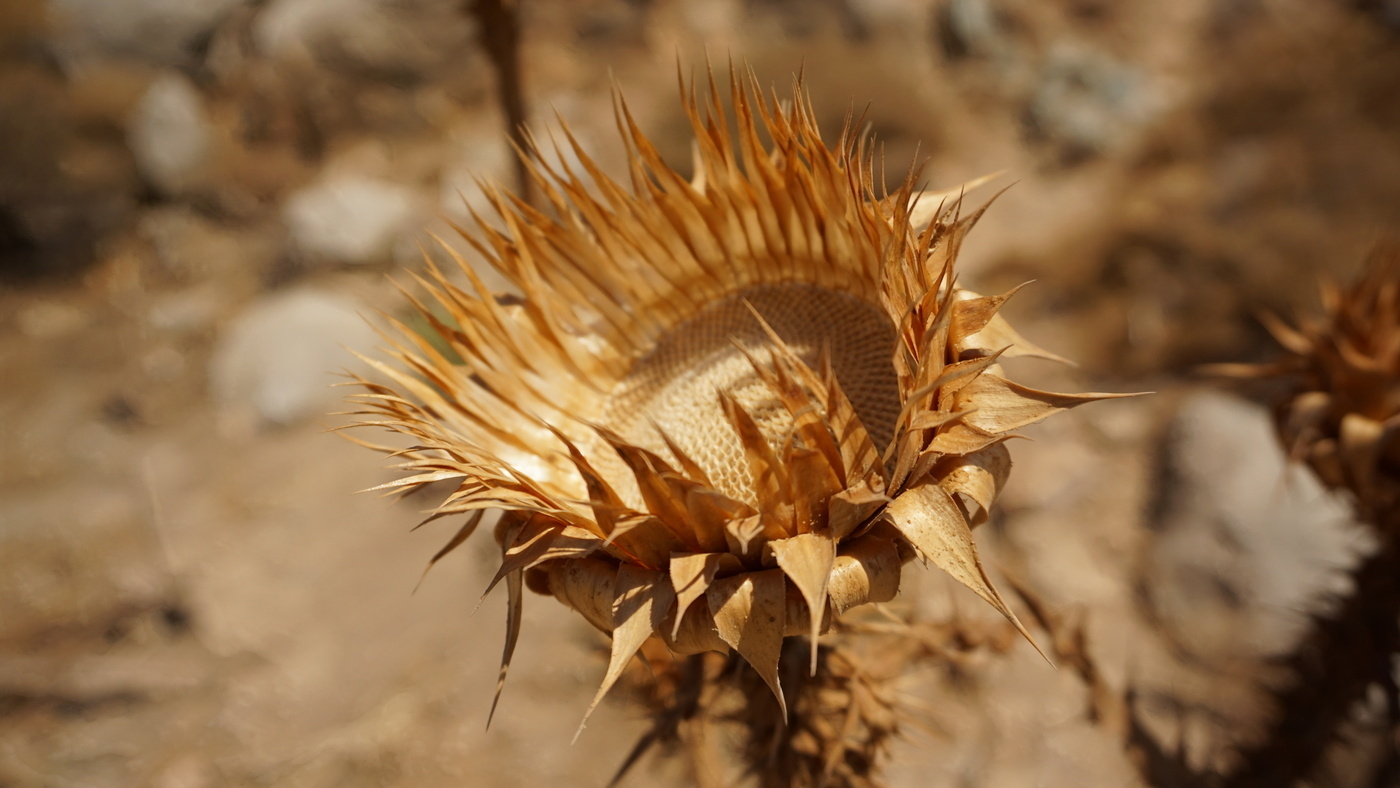 A dried thistle