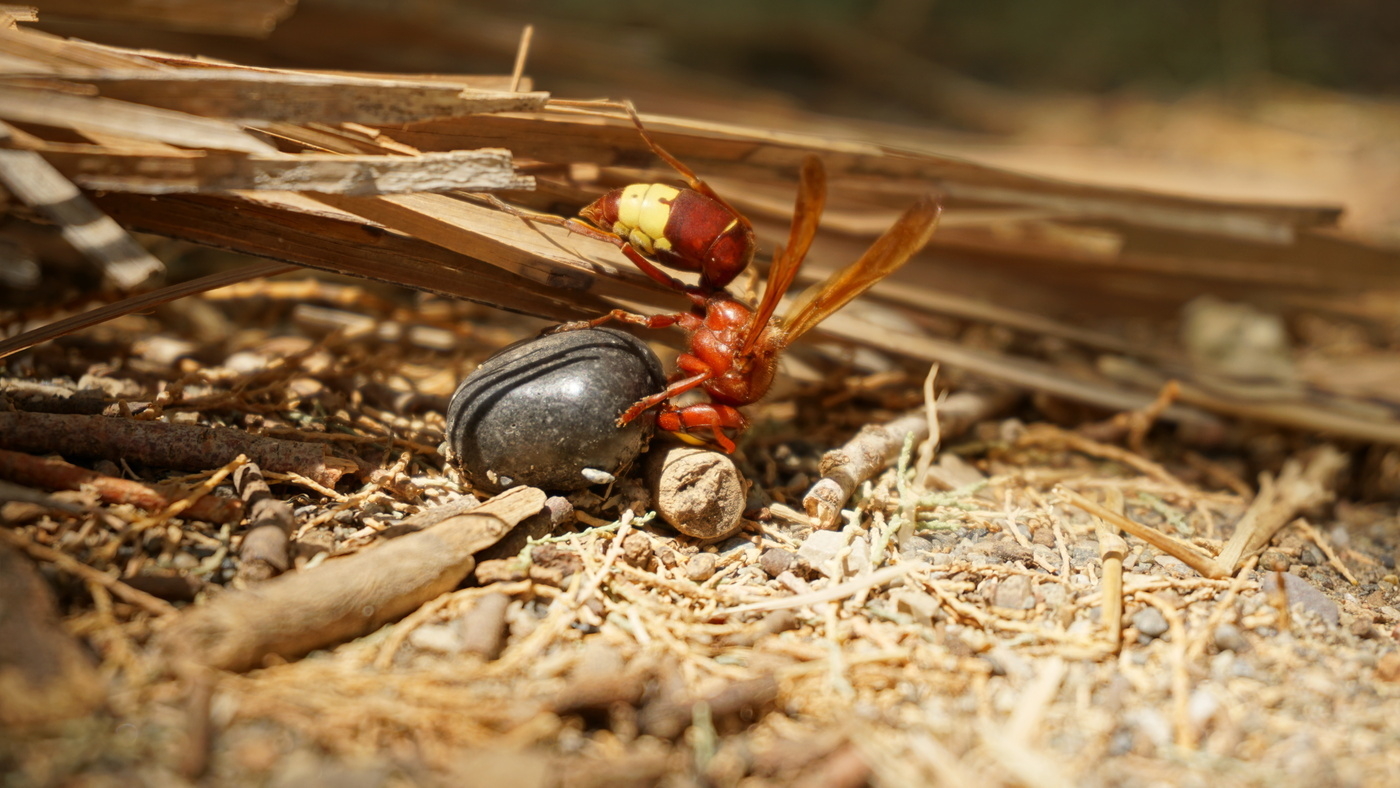 A hornet