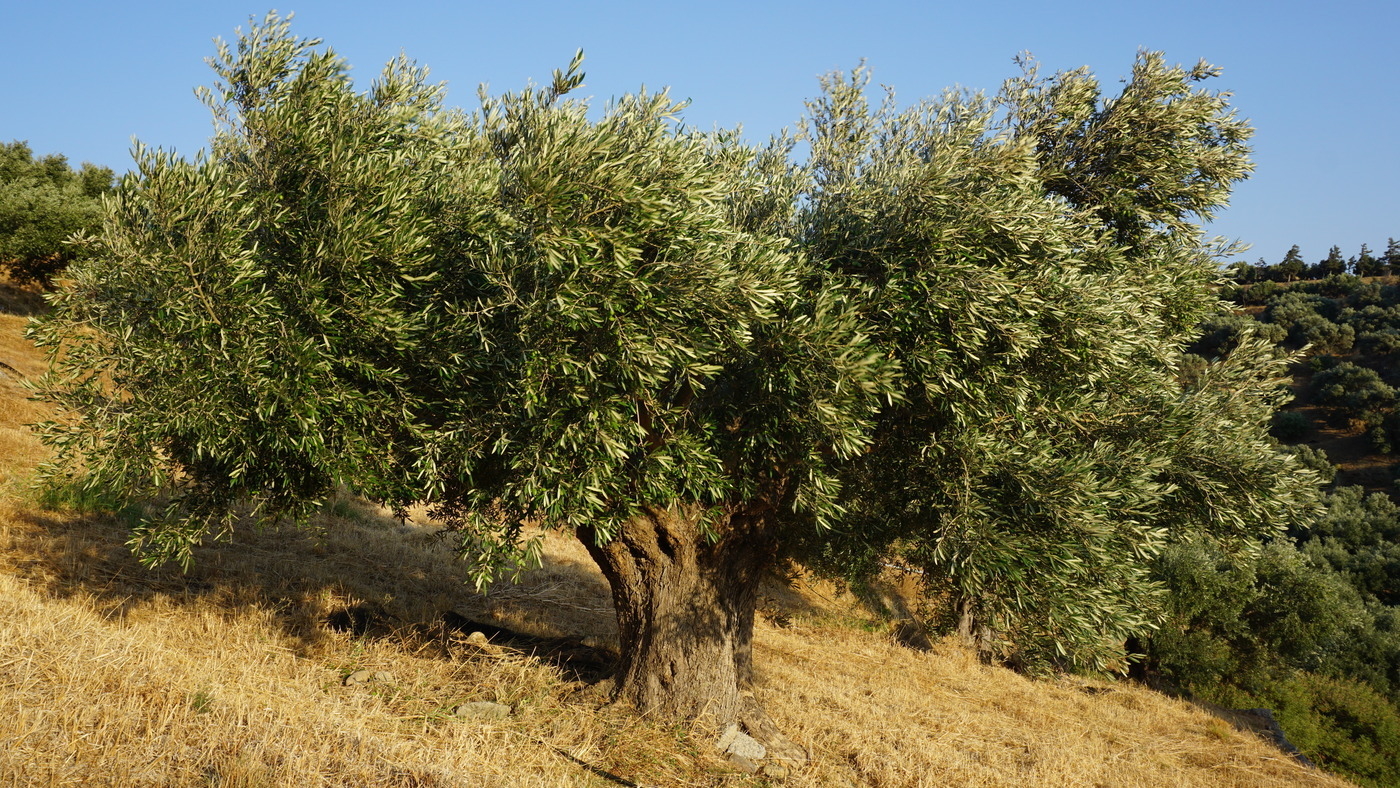 An olive tree
