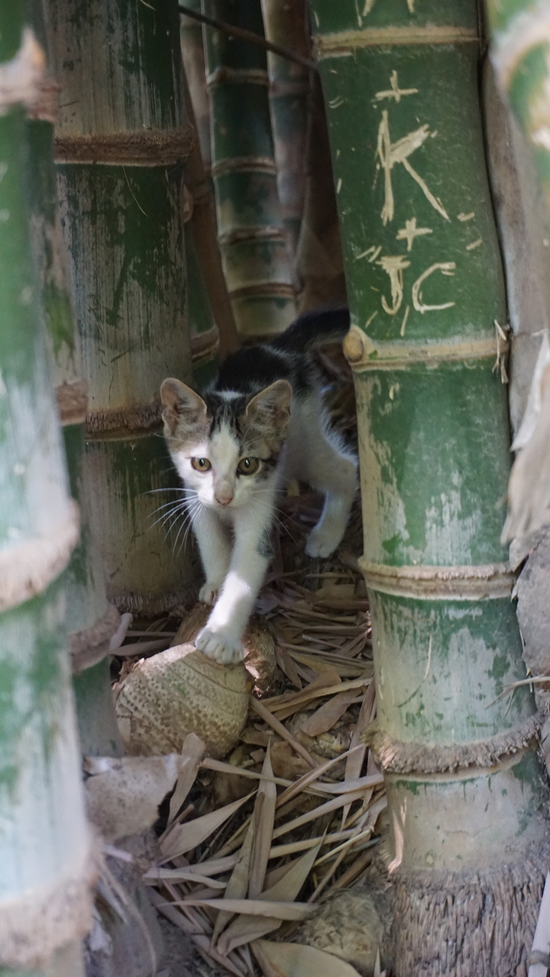 A cat between bamboo