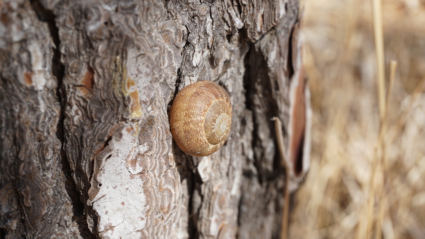 A snail on a tree