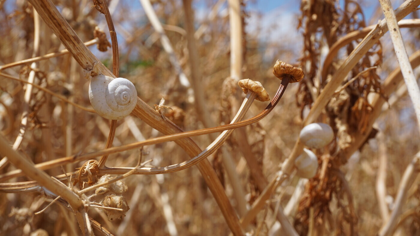 Snails on dried flowers